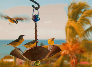 Bananaquit Birds