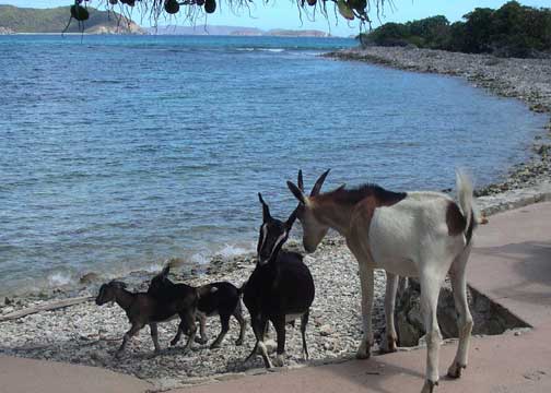 Some of St John's 'other' locals visit the beach!
