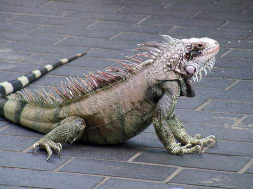 Don't be surprised if you run into some of St John's local wildlife